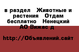  в раздел : Животные и растения » Отдам бесплатно . Ненецкий АО,Вижас д.